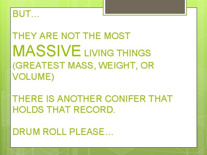 BUT… THEY ARE NOT THE MOST MASSIVE LIVING THINGS (GREATEST MASS, WEIGHT, OR VOLUME)