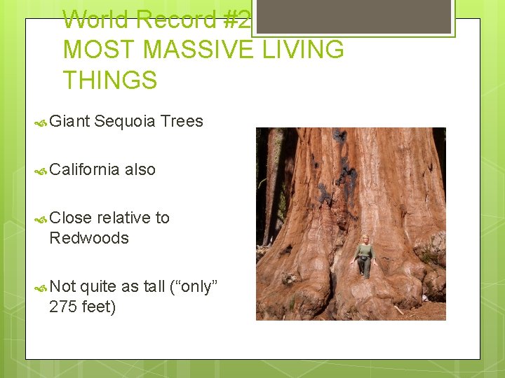 World Record #2 MOST MASSIVE LIVING THINGS Giant Sequoia Trees California also Close relative