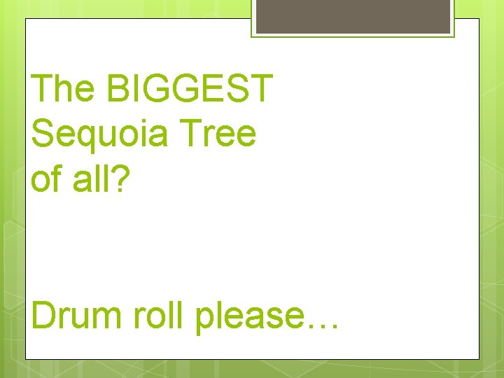 The BIGGEST Sequoia Tree of all? Drum roll please… 