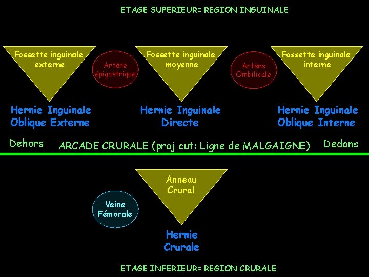 ETAGE SUPERIEUR= REGION INGUINALE Fossette inguinale externe Artère épigastrique Hernie Inguinale Oblique Externe Dehors