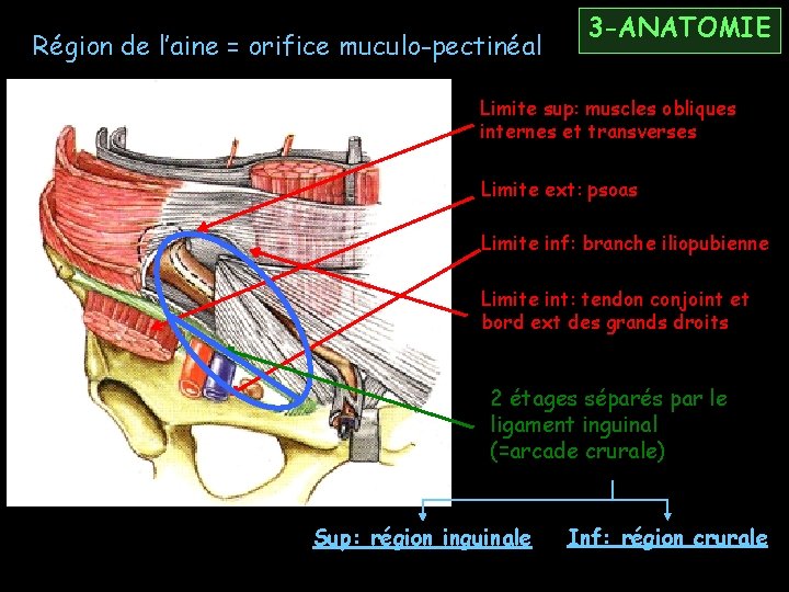 Région de l’aine = orifice muculo-pectinéal 3 -ANATOMIE Limite sup: muscles obliques internes et