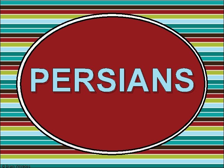 PERSIANS © Brain Wrinkles PERSIANS © Brain Wrinkles