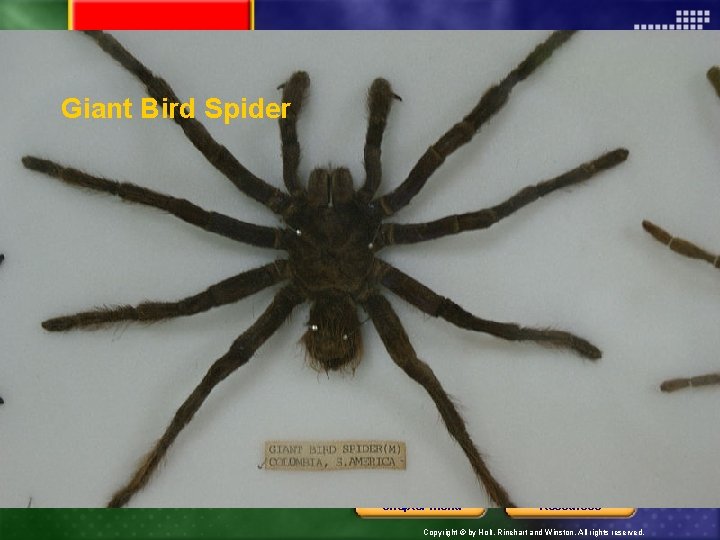 Giant Bird Spider Chapter menu Resources Copyright © by Holt, Rinehart and Winston. All