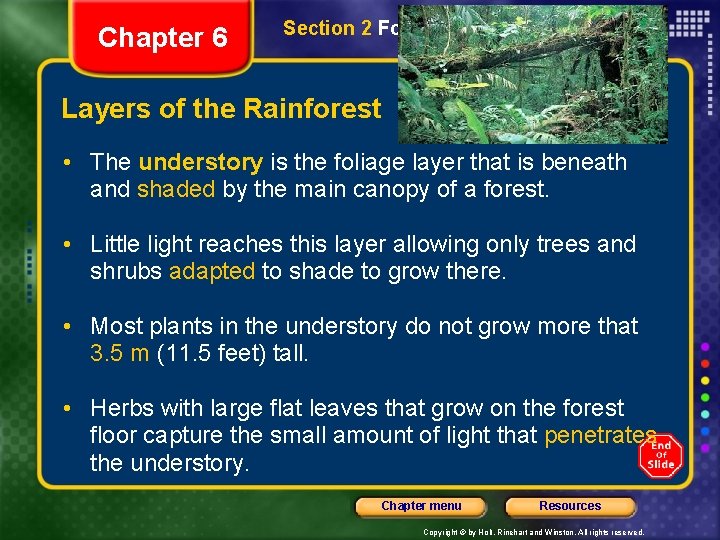 Chapter 6 Section 2 Forest Biomes Layers of the Rainforest • The understory is
