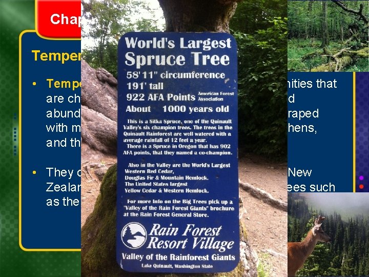 Chapter 6 Section 2 Forest Biomes Temperate Forests • Temperate rain forests are forests