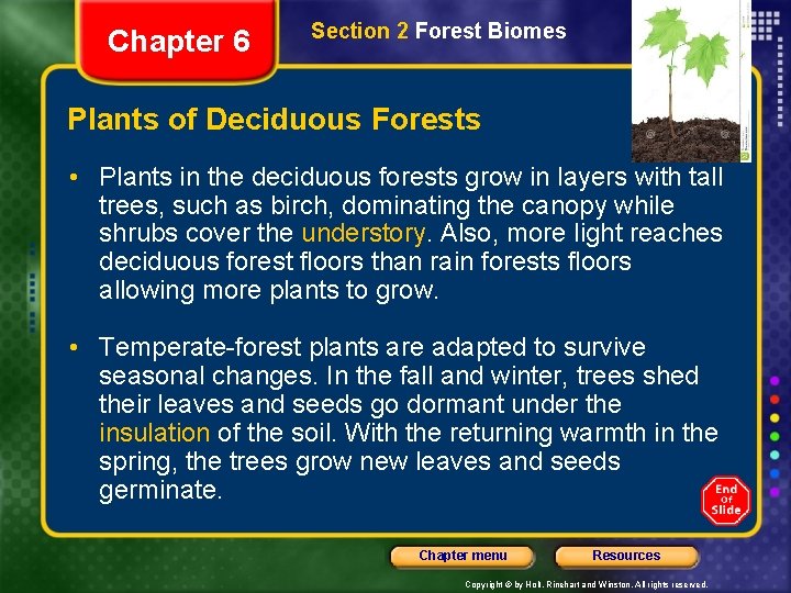Chapter 6 Section 2 Forest Biomes Plants of Deciduous Forests • Plants in the