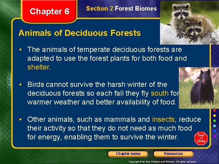 Chapter 6 Section 2 Forest Biomes Animals of Deciduous Forests • The animals of