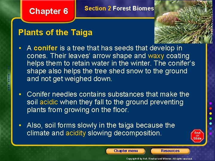 Chapter 6 Section 2 Forest Biomes Plants of the Taiga • A conifer is