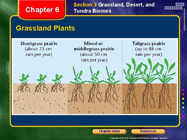 Chapter 6 Section 3 Grassland, Desert, and Tundra Biomes Grassland Plants Chapter menu Resources