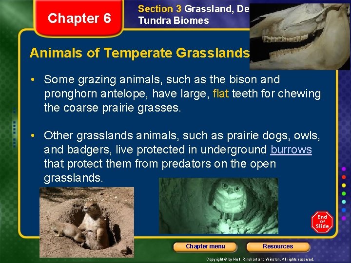 Chapter 6 Section 3 Grassland, Desert, and Tundra Biomes Animals of Temperate Grasslands •
