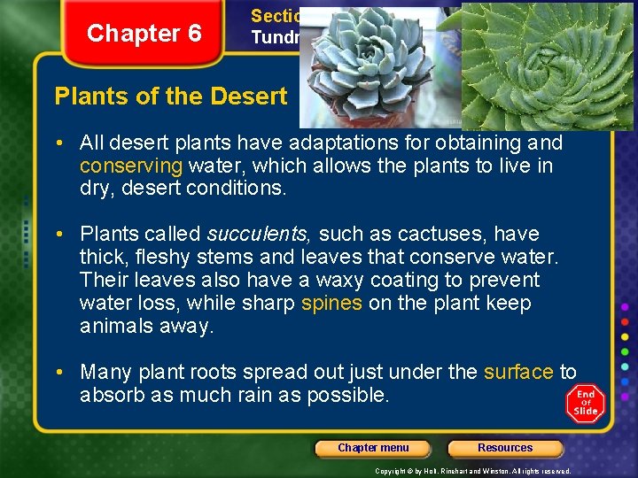 Chapter 6 Section 3 Grassland, Desert, and Tundra Biomes Plants of the Desert •