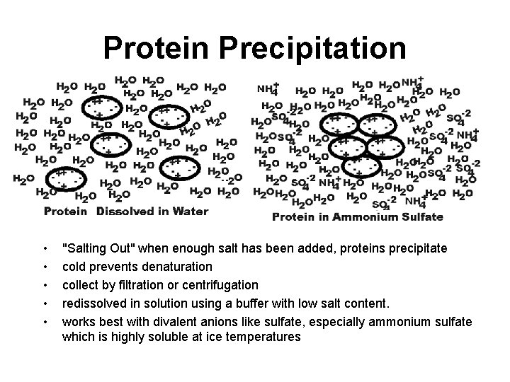 Protein Precipitation • • • "Salting Out" when enough salt has been added, proteins
