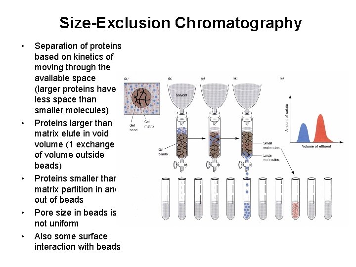 Size-Exclusion Chromatography • • • Separation of proteins based on kinetics of moving through