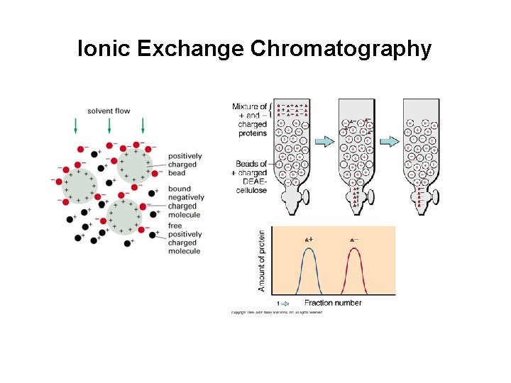 Ionic Exchange Chromatography 