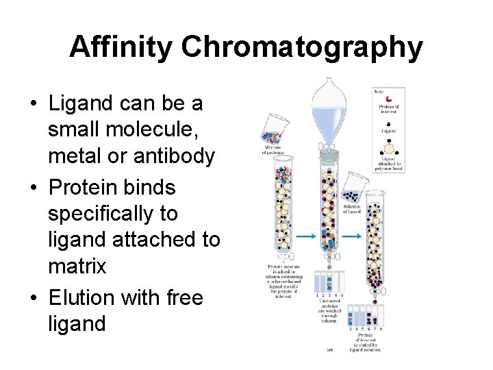 Affinity Chromatography • Ligand can be a small molecule, metal or antibody • Protein