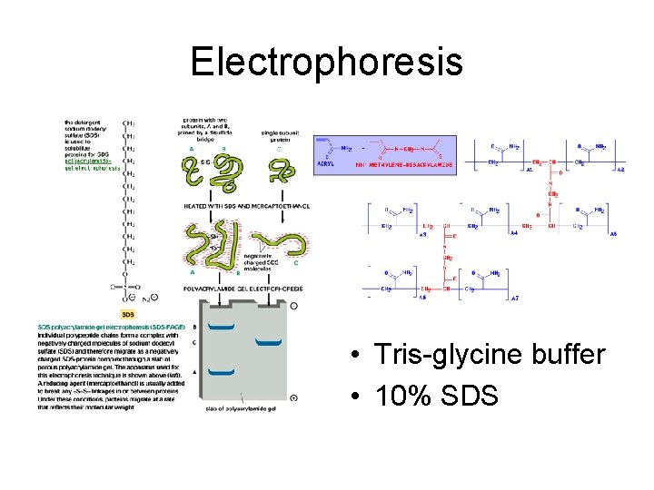 Electrophoresis • Tris-glycine buffer • 10% SDS 