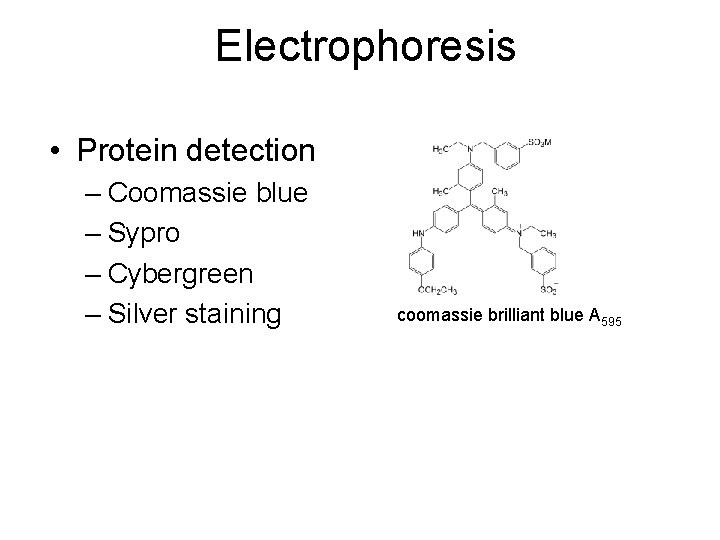 Electrophoresis • Protein detection – Coomassie blue – Sypro – Cybergreen – Silver staining
