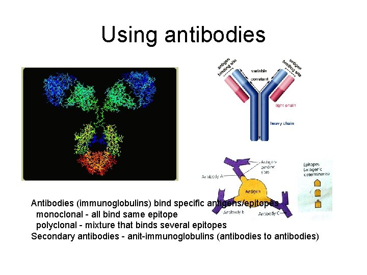 Using antibodies Antibodies (immunoglobulins) bind specific antigens/epitopes monoclonal - all bind same epitope polyclonal