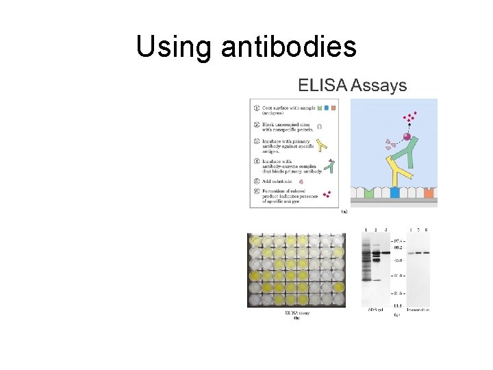 Using antibodies 