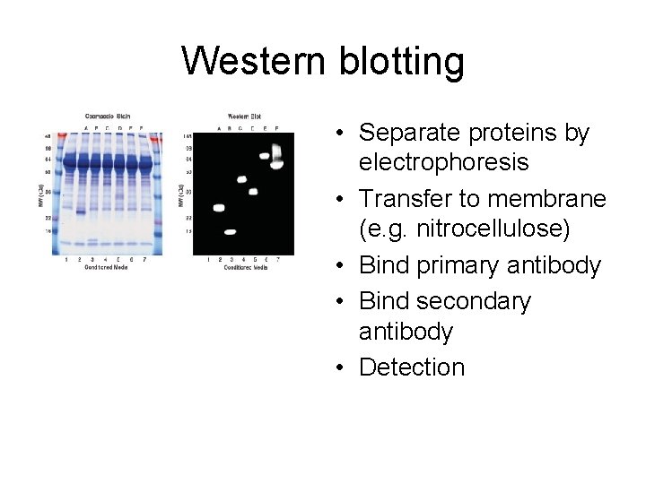 Western blotting • Separate proteins by electrophoresis • Transfer to membrane (e. g. nitrocellulose)