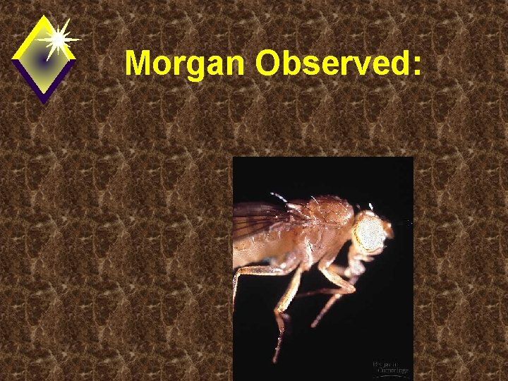 Morgan Observed: 