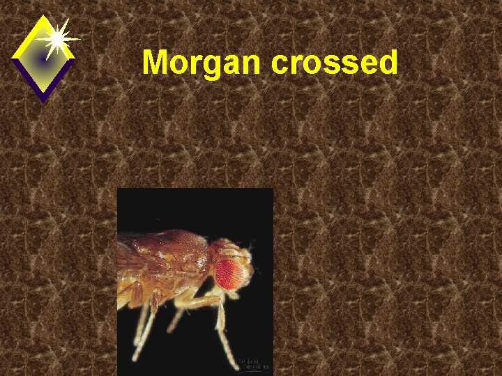 Morgan crossed 