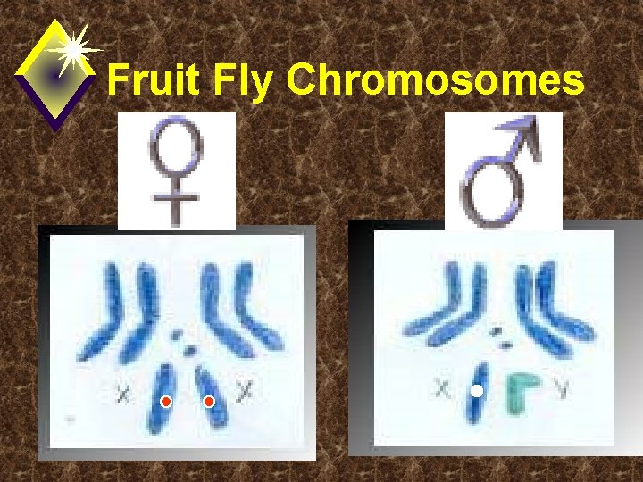 Fruit Fly Chromosomes 