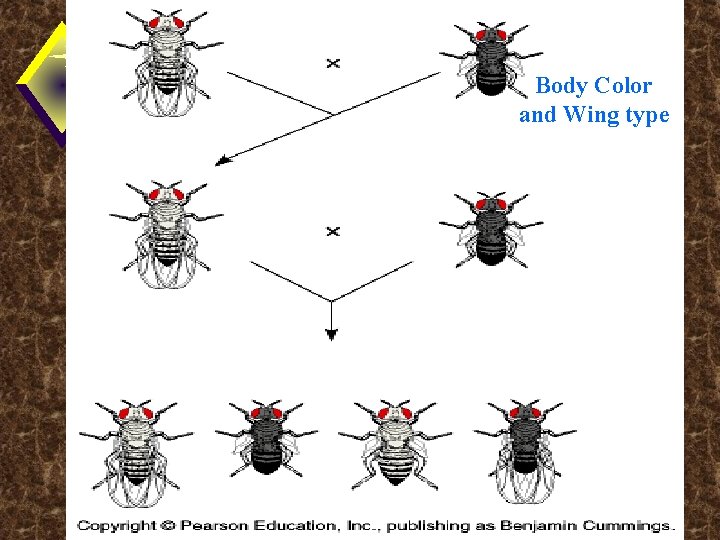 Body Color and Wing type 