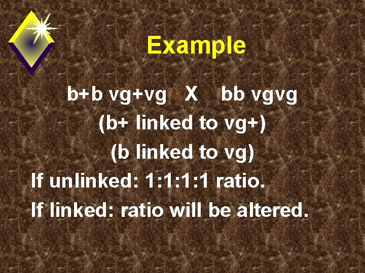 Example b+b vg+vg X bb vgvg (b+ linked to vg+) (b linked to vg)