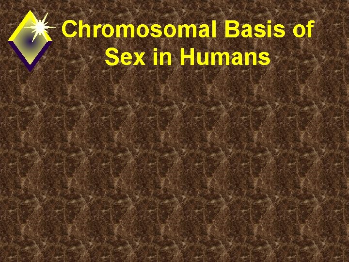 Chromosomal Basis of Sex in Humans 