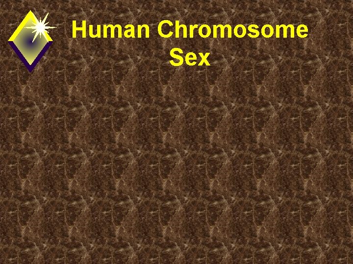 Human Chromosome Sex 