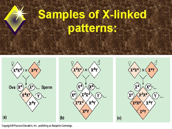 Samples of X-linked patterns: 