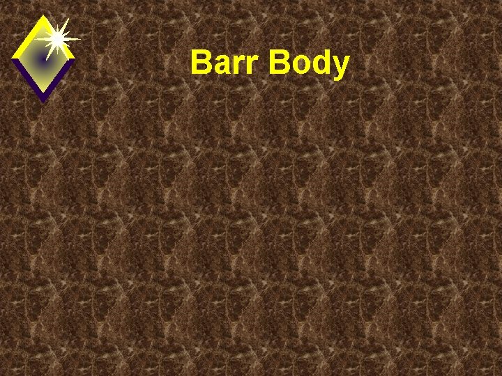 Barr Body 