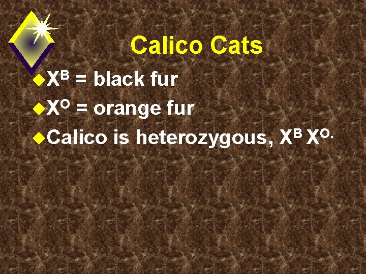 Calico Cats u. X B = black fur u. XO = orange fur u.