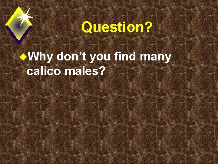 Question? u. Why don’t you find many calico males? 