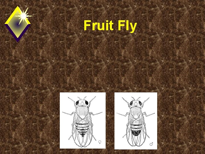 Fruit Fly 