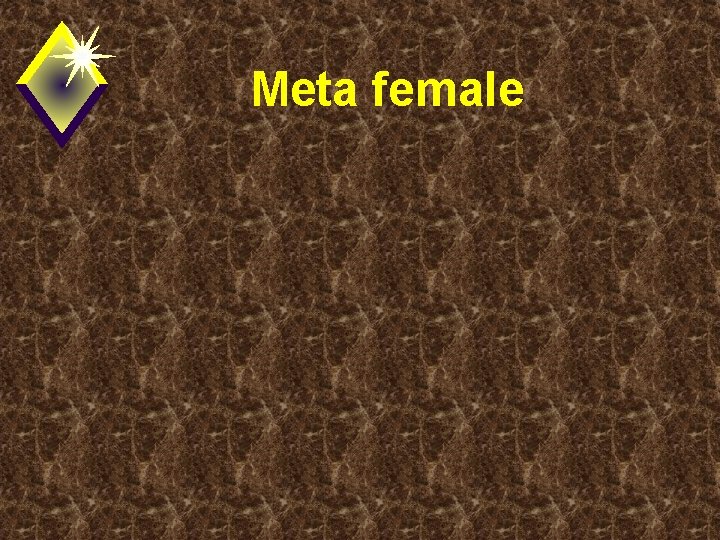 Meta female 