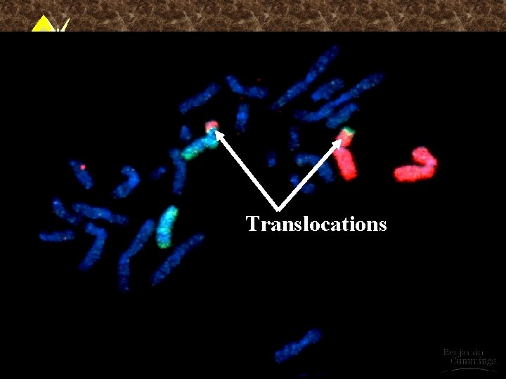 Translocations 