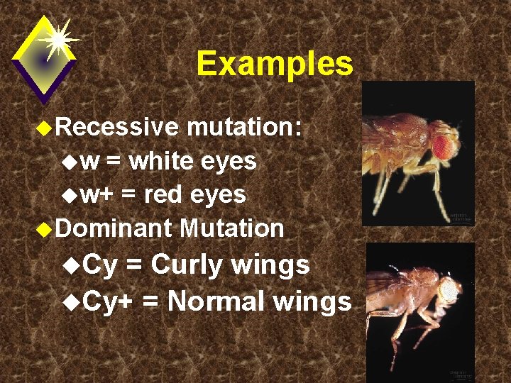 Examples u. Recessive mutation: uw = white eyes uw+ = red eyes u. Dominant