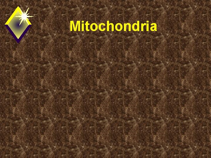 Mitochondria 