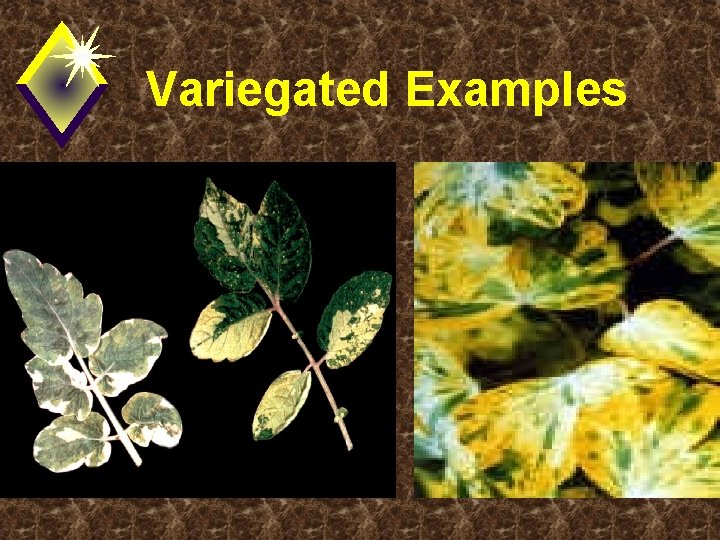 Variegated Examples 