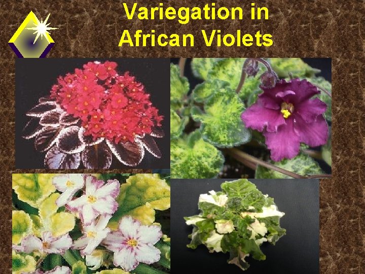 Variegation in African Violets 