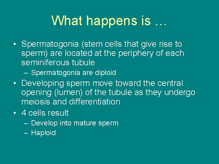 What happens is … • Spermatogonia (stem cells that give rise to sperm) are