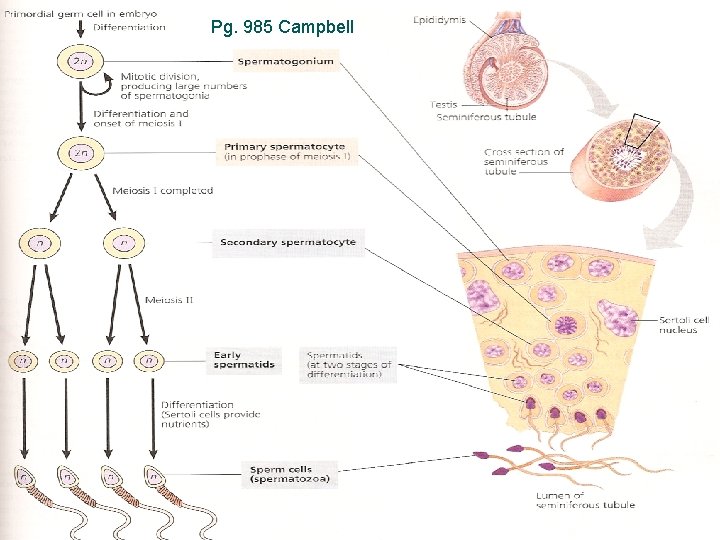 Pg. 985 Campbell Page 985 Campbell 