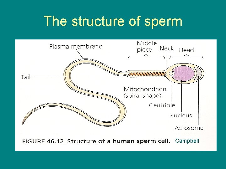 The structure of sperm Campbell 