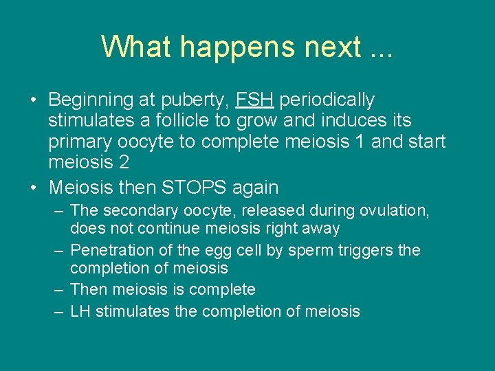 What happens next. . . • Beginning at puberty, FSH periodically stimulates a follicle