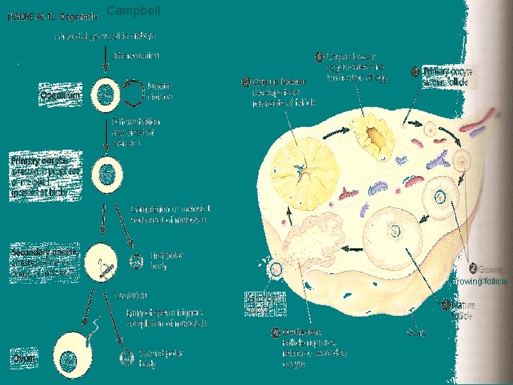 Campbell Growing follicle 