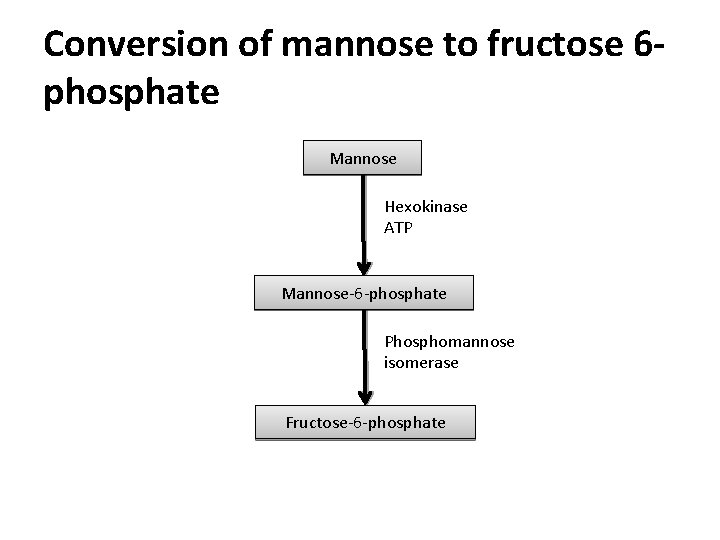 Conversion of mannose to fructose 6 phosphate Mannose Hexokinase ATP Mannose-6 -phosphate Phosphomannose isomerase