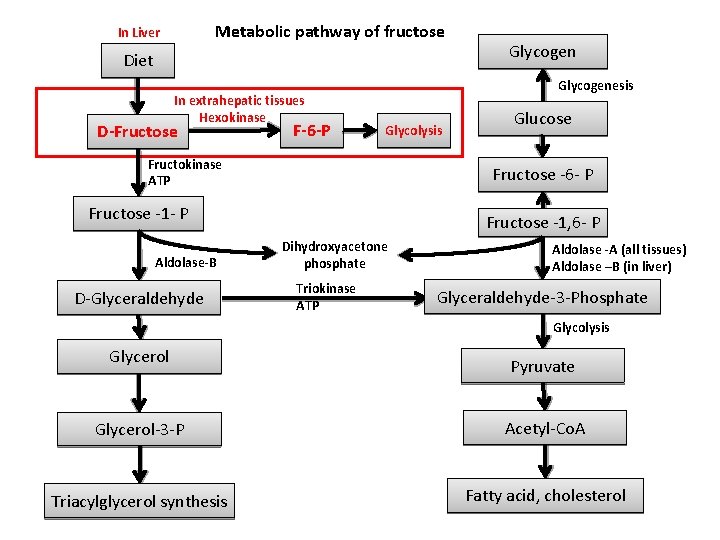 Metabolic pathway of fructose In Liver Diet In extrahepatic tissues Hexokinase D-Fructose F-6 -P