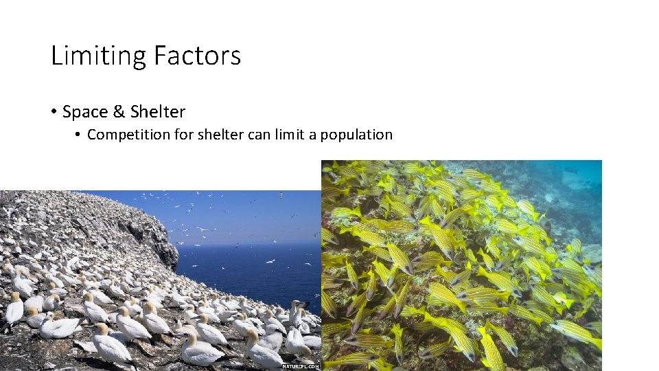 Limiting Factors • Space & Shelter • Competition for shelter can limit a population